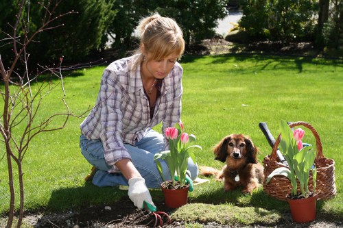 A woman with blonde hair, dressed in a light plaid shirt and jeans, is kneeling on a lush green lawn in a residential garden, engaged in planting or tending to pink tulips in a small flower bed bordered by dark soil. She is wearing gardening gloves and is carefully handling the plants, while a small brown and white puppy sits nearby, attentively watching her. The garden setting features well-maintained grass, a backdrop of trees and shrubs, and a wicker basket placed on the grass containing additional tulips ready for planting. The scene is illuminated by natural daylight, suggesting a bright, clear day, with shadows indicating mild sunlight. The area appears tidy and landscaped, with a focus on outdoor gardening activity typical of professional lawn and garden care services offered by Lawn Mowing Canary Wharf, situated near Canary Wharf in London, within the E14 postcode district. This image highlights professional gardening work in a suburban outdoor environment, emphasizing plant cultivation and garden maintenance.