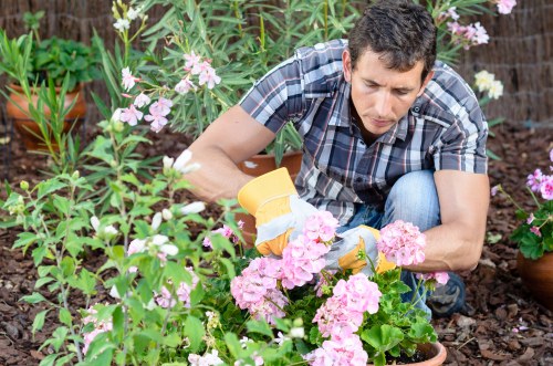 A man wearing a short-sleeved, plaid shirt and blue jeans is tending to a garden in an outdoor space, likely part of a landscaped backyard or community garden in Canary Wharf. He is kneeling on the soil among lush flowering plants, including pink and white blossoms, and is carefully pruning or inspecting the foliage. The garden features a mix of vibrant blooms, green leafy hedges, and potted plants placed along the edges, with a backdrop of wooden fencing. The scene is well-lit, indicating daytime with natural sunlight highlighting the rich textures of the garden elements. The area appears well-maintained with healthy soil, organized plant beds, and a combination of natural greenery and cultivated flowers, reflecting regular outdoor gardening activities. This kind of environment is typical for residential or commercial outdoor garden spaces in Londonâ€™s Canary Wharf district, where professional gardening services might be employed to keep the landscape attractive. Lawn Mowing Canary Wharf offers professional lawn care and garden maintenance that can include flower bed pruning and general outdoor upkeep, aligning with the care demonstrated in this gardening scene.